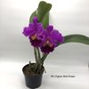 Rlc.Vigour Red Grape (2)